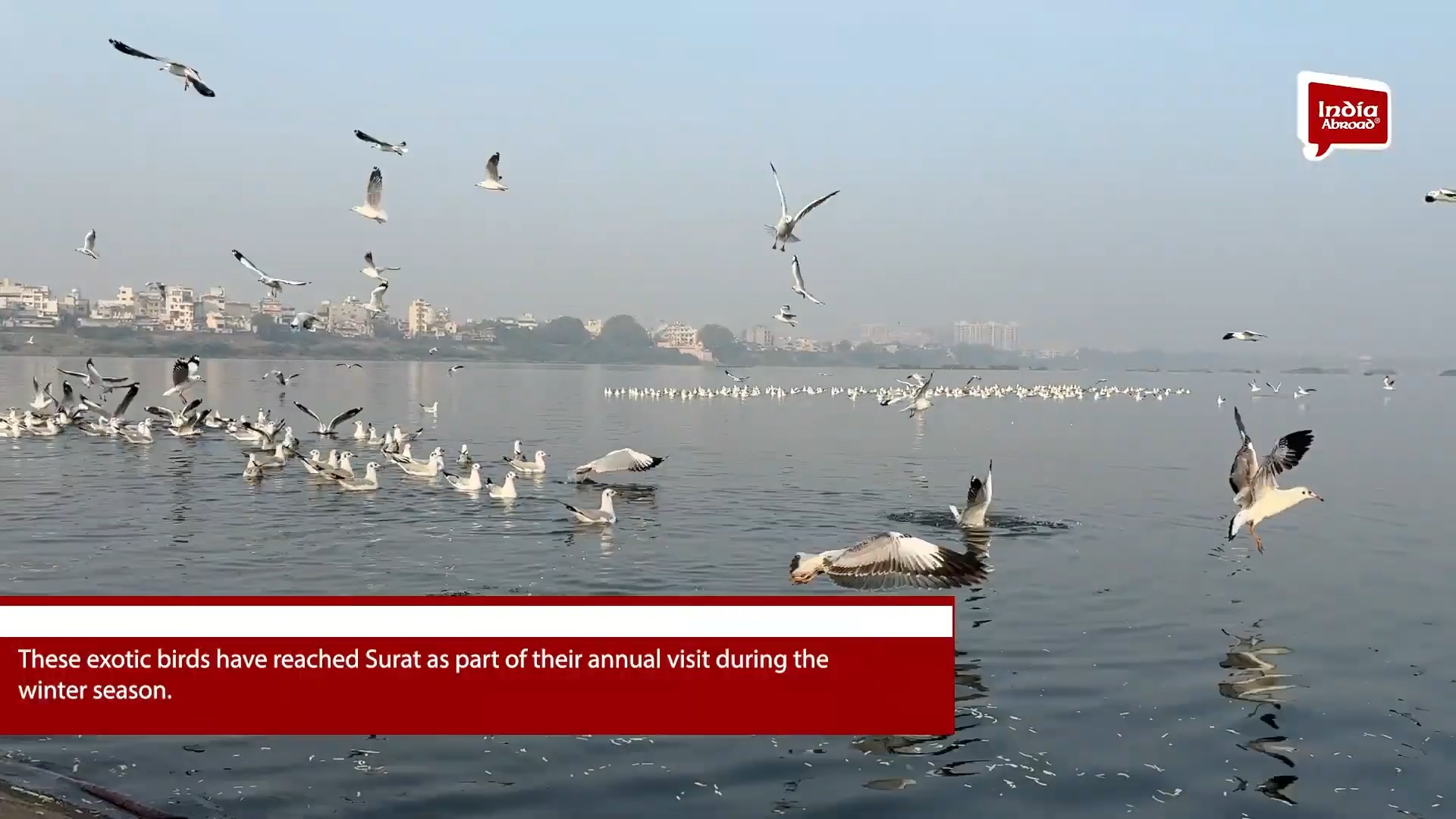 શિયાળની સીઝનમાં સાઇબેરીયન સીગલ પક્ષીઓ સુરતના મહેમાન બન્યા.