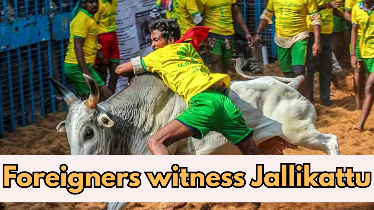 Madurai's Iconic Jallikattu attracts Foreign tourists