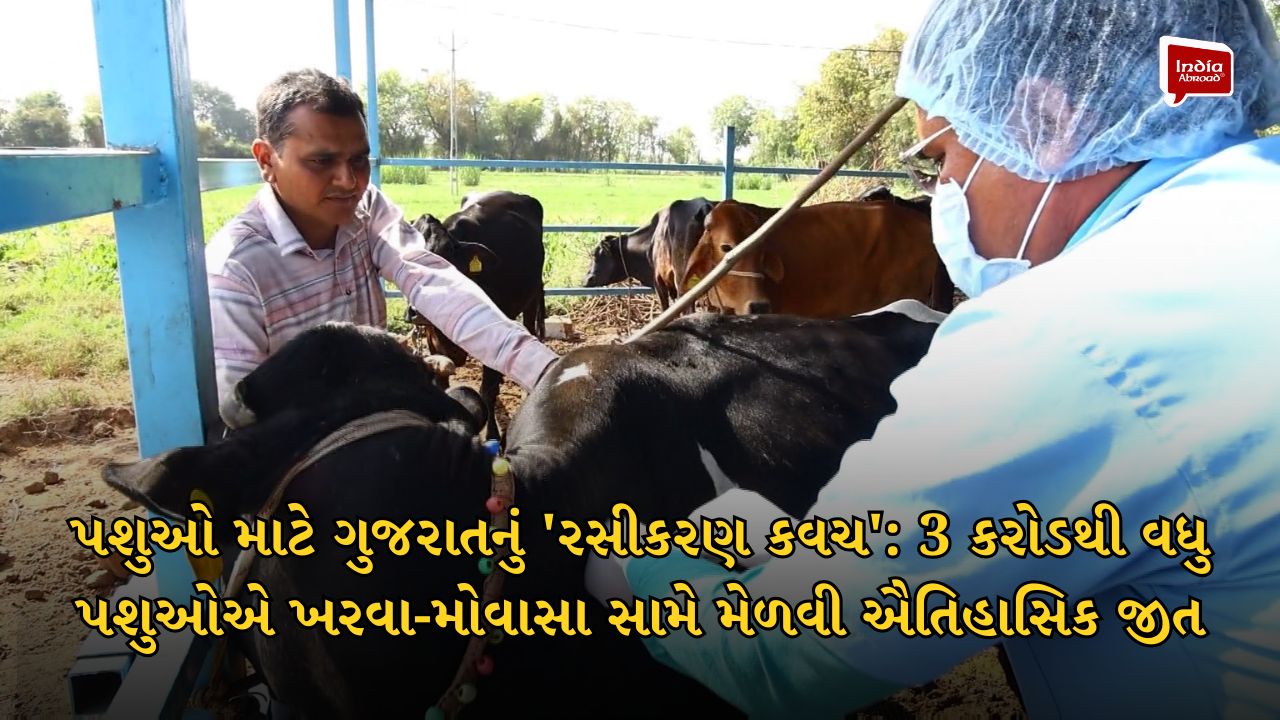 પશુઓ માટે ગુજરાતનું 'રસીકરણ કવચ': 3 કરોડથી વધુ પશુઓએ ખરવા-મોવાસા સામે મેળવી ઐતિહાસિક જીત