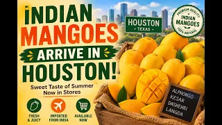 Indian Mangoes delight customers at Houston