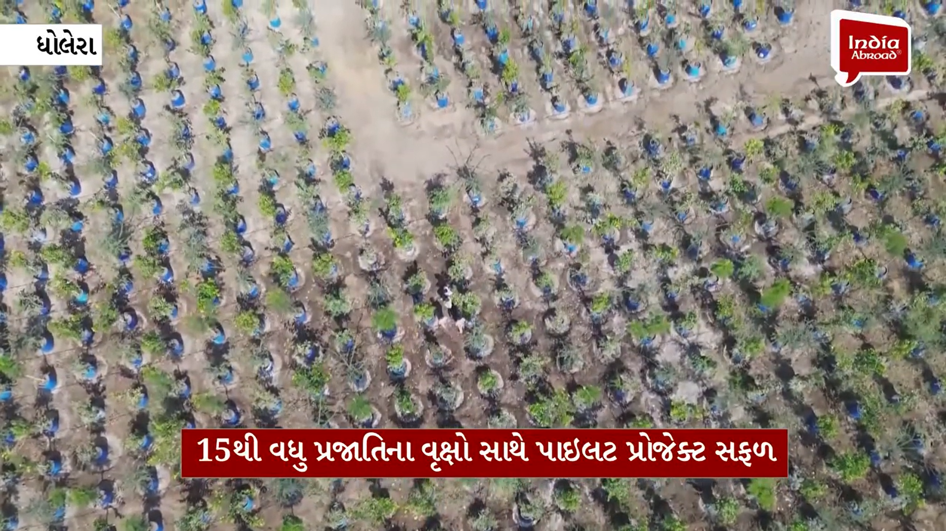 ધોલેરાની ખારાશવાળી જમીન પર વન વિભાગની હરિયાળી ક્રાંતિ